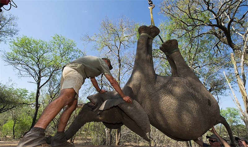 近日，南非一處自然保護區(qū)內(nèi)整個象群逃離。
