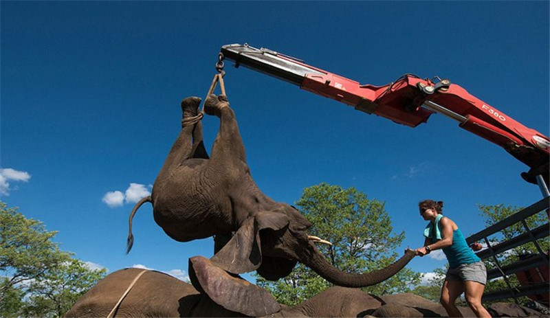 護林員***時間對其進行追蹤，而后將十幾頭約4噸重的大象麻醉并捆綁四肢，用起重機小心放入轉(zhuǎn)運車上救回。