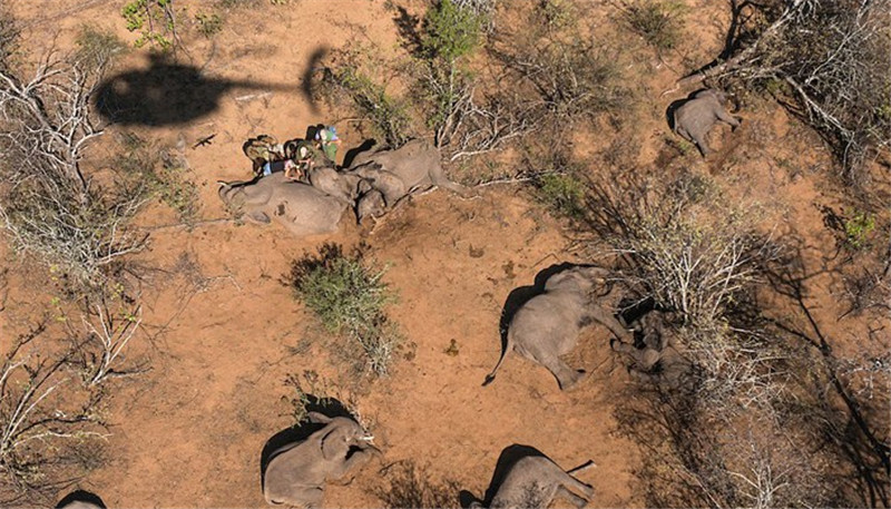在一張照片中，大象轉(zhuǎn)醒后正在試著邁出它們安全回歸后的***步。