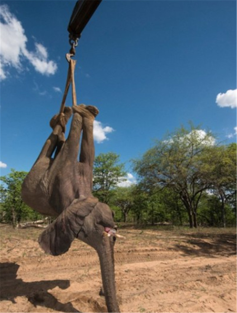 據(jù)悉，大象被吊車吊起的畫面由來自英國的攝影師兼自然保護主義者皮特?牛津（Pete Oxford）拍攝。